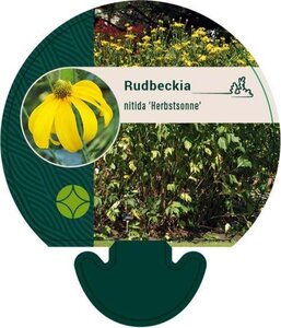 Rudbeckia nitida 'Herbstsonne' geen maat specificatie 0,55L/P9cm - image 4