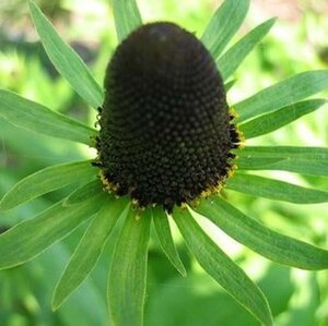 Rudbeckia occident. 'Green Wizard' geen maat specificatie 0,55L/P9cm - image 2