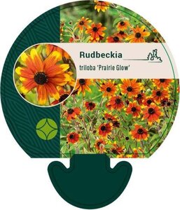 Rudbeckia triloba 'Prairie Glow' geen maat specificatie 0,55L/P9cm - image 3