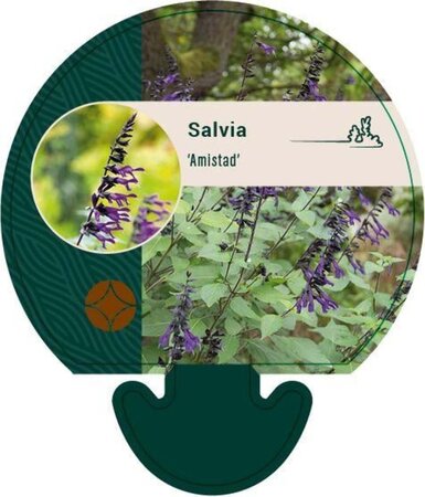 Salvia 'Amistad' geen maat specificatie 0,55L/P9cm - afbeelding 1