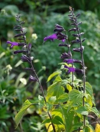 Salvia 'Amistad' geen maat specificatie 0,55L/P9cm - afbeelding 2