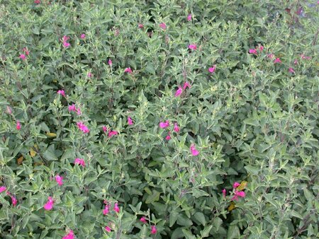 Salvia greggii geen maat specificatie 0,55L/P9cm - image 1