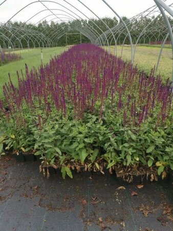 Salvia nem. 'Caradonna' geen maat specificatie 0,55L/P9cm - image 6