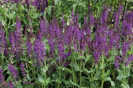 Salvia nem. 'Mainacht' geen maat specificatie 0,55L/P9cm - afbeelding 3