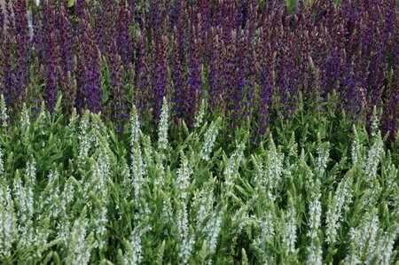 Salvia nem. 'Mainacht' geen maat specificatie 0,55L/P9cm - afbeelding 4