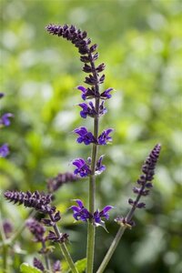 Salvia nem. 'Mainacht' geen maat specificatie 0,55L/P9cm - afbeelding 5