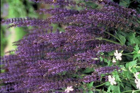 Salvia nem. 'Mainacht' geen maat specificatie 0,55L/P9cm - afbeelding 7