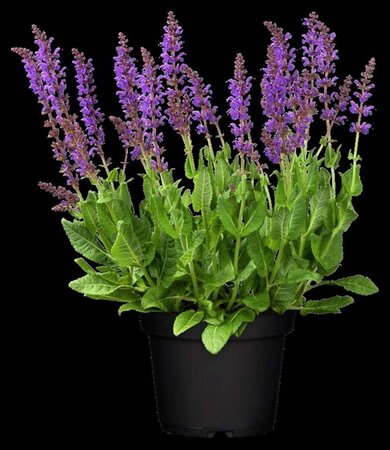 Salvia nem. 'Mainacht' geen maat specificatie 0,55L/P9cm - afbeelding 6