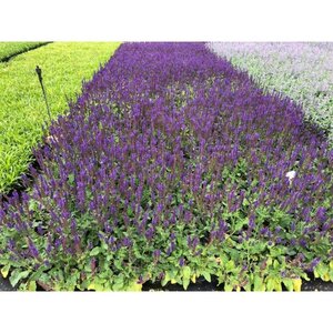 Salvia nem. 'Mainacht' geen maat specificatie 0,55L/P9cm - image 2