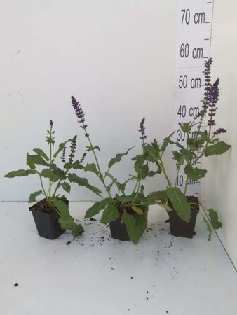 Salvia nem. 'Mainacht' geen maat specificatie 0,55L/P9cm - image 8