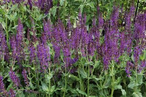 Salvia nem. 'Mainacht' geen maat specificatie 0,55L/P9cm - image 3