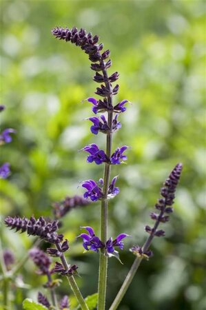 Salvia nem. 'Mainacht' geen maat specificatie 0,55L/P9cm - image 5