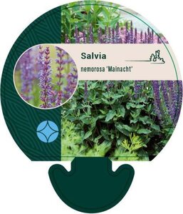 Salvia nem. 'Mainacht' geen maat specificatie 0,55L/P9cm - image 1