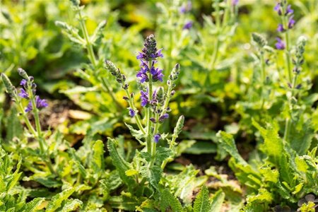 Salvia nemerosa 'Marcus' ® geen maat specificatie 0,55L/P9cm - afbeelding 3