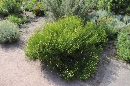 Santolina rosmarinifolia geen maat specificatie 0,55L/P9cm - afbeelding 1