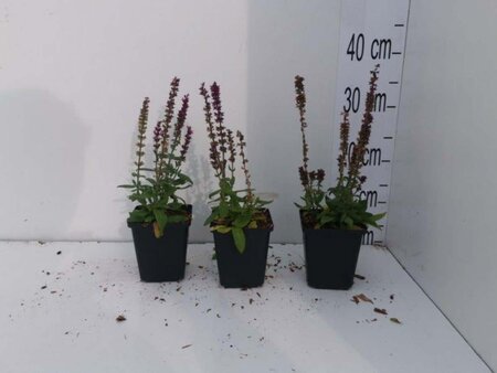 Salvia nem. 'Rose Queen' geen maat specificatie 0,55L/P9cm - image 3