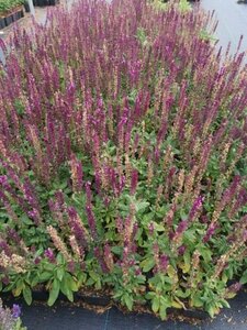 Salvia nem. 'Rose Queen' geen maat specificatie 0,55L/P9cm - image 4