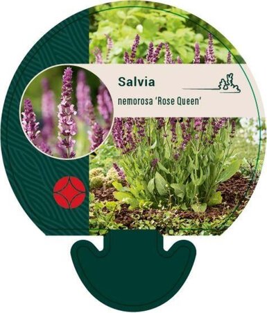 Salvia nem. 'Rose Queen' geen maat specificatie 0,55L/P9cm - image 1