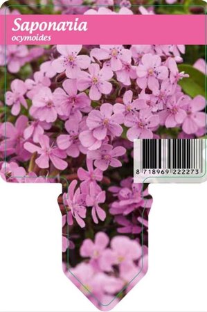 Saponaria ocymoides geen maat specificatie 0,55L/P9cm - afbeelding 5