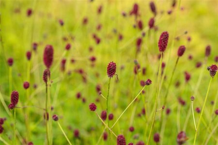 Sanguisorba o. 'Tanna' geen maat specificatie 0,55L/P9cm - afbeelding 3