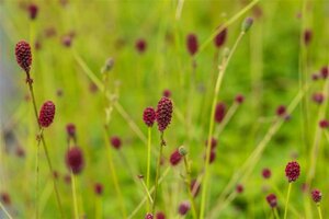 Sanguisorba o. 'Tanna' geen maat specificatie 0,55L/P9cm - afbeelding 4