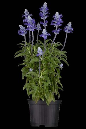 Salvia superba geen maat specificatie 0,55L/P9cm - image 2