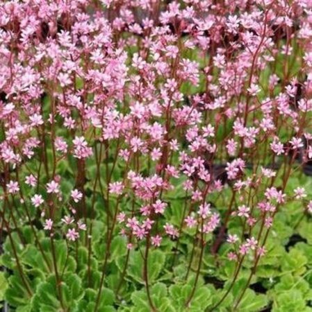 Saxifraga umbrosa 'ClarenceElliott' geen maat specificatie 0,55L/P9cm - afbeelding 2