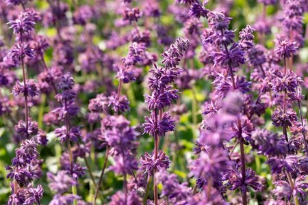 Salvia vert. 'Purple Rain' geen maat specificatie 0,55L/P9cm - afbeelding 2