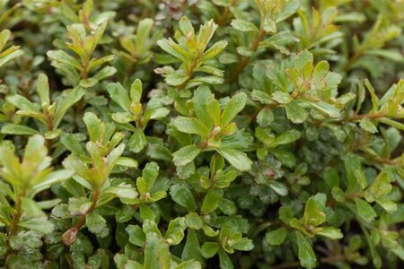 Sedum flor. 'Weihenstephaner Gold' geen maat specificatie 0,55L/P9cm - afbeelding 4