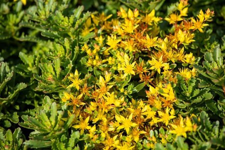 Sedum flor. 'Weihenstephaner Gold' geen maat specificatie 0,55L/P9cm - afbeelding 5