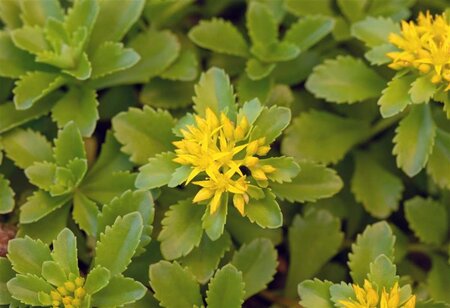 Sedum flor. 'Weihenstephaner Gold' geen maat specificatie 0,55L/P9cm - afbeelding 6