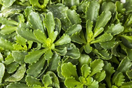 Sedum flor. 'Weihenstephaner Gold' geen maat specificatie 0,55L/P9cm - afbeelding 8