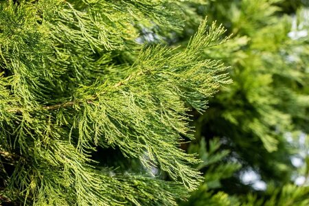 Sequoiadendron giganteum 18-20 cm WRB feathered - image 1