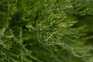 Sequoiadendron giganteum 18-20 cm WRB feathered - image 2