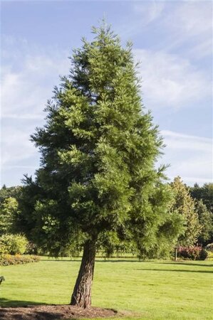 Sequoiadendron giganteum 60-80 cm cont. 10L - image 3