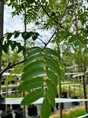 Sorbus 'Dodong' 10-12 STA container - image 1