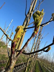 Sorbus 'Dodong' 10-12 STA container - image 3