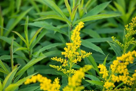 Solidago 'Goldkind' geen maat specificatie 0,55L/P9cm - afbeelding 2