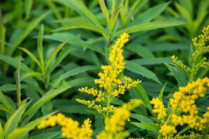 Solidago 'Goldkind' geen maat specificatie 0,55L/P9cm - afbeelding 2