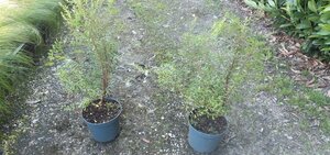 Spiraea arguta 40-60 cm cont. 3,0L