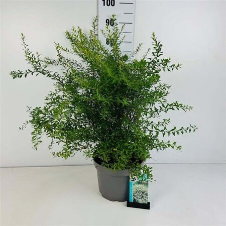 Spiraea arguta 60-80 cm cont. 10L - afbeelding 4