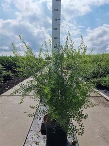 Spiraea arguta 60-80 cm cont. 10L - afbeelding 5