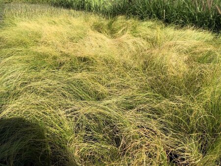 Stipa tenuissima 'Ponytails' geen maat specificatie cont. 3,0L - image 3