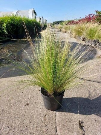 Stipa tenuissima 'Ponytails' geen maat specificatie cont. 3,0L - image 6