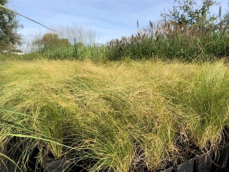 Stipa tenuissima 'Ponytails' geen maat specificatie 0,55L/P9cm - afbeelding 1