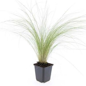 Stipa tenuissima 'Ponytails' geen maat specificatie 0,55L/P9cm - afbeelding 11