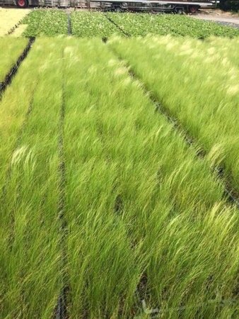 Stipa tenuissima 'Ponytails' geen maat specificatie 0,55L/P9cm - afbeelding 5