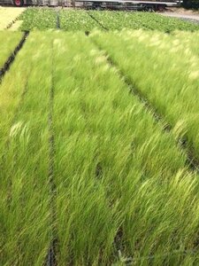 Stipa tenuissima 'Ponytails' geen maat specificatie 0,55L/P9cm - afbeelding 5