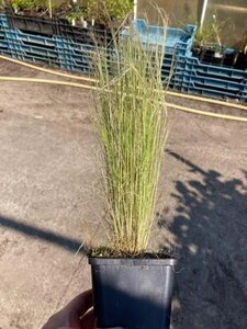 Stipa tenuissima 'Ponytails' geen maat specificatie 0,55L/P9cm - afbeelding 3