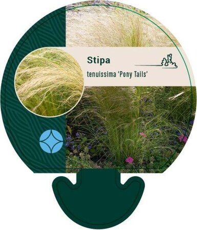 Stipa tenuissima 'Ponytails' geen maat specificatie 0,55L/P9cm - afbeelding 6